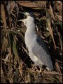 _0SB1791black-crowned night-heron